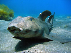 Horned Shark.  Diving off Isla Guadalupe by Scott Rettig 